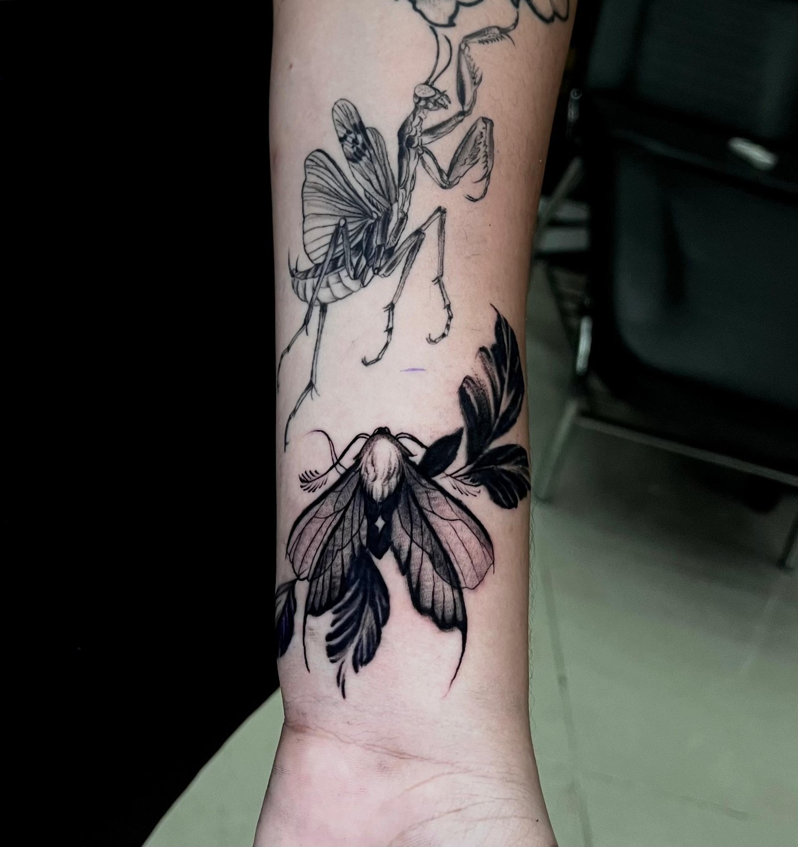 Insectos — Black and Gray — 